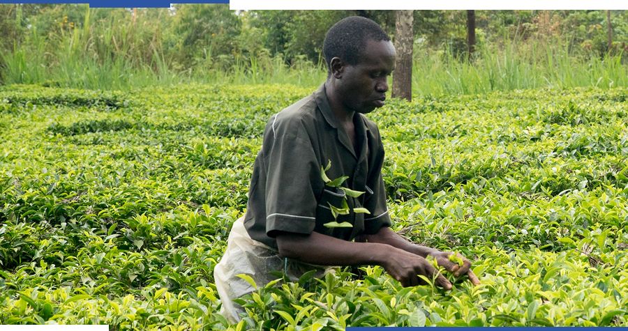 The Africa Disaster Risk Financing Initiative supports agriculture insurance programs which unlock critical assess to credit for low-income farmers in Kenya, as well as in Uganda and Rwanda.
