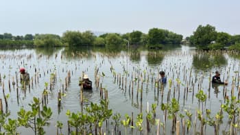 Personas plantando manglares en Indonesia.