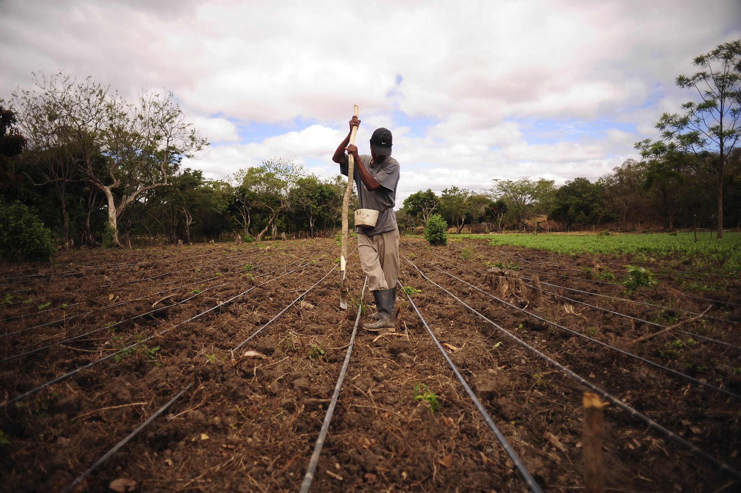 Dry season bean production in drought-affected Nicaragua, made possible by the construction of reservoirs to capture and store rainwater during the country's rainy season, which is then used to irrigate crops during the dry season. 