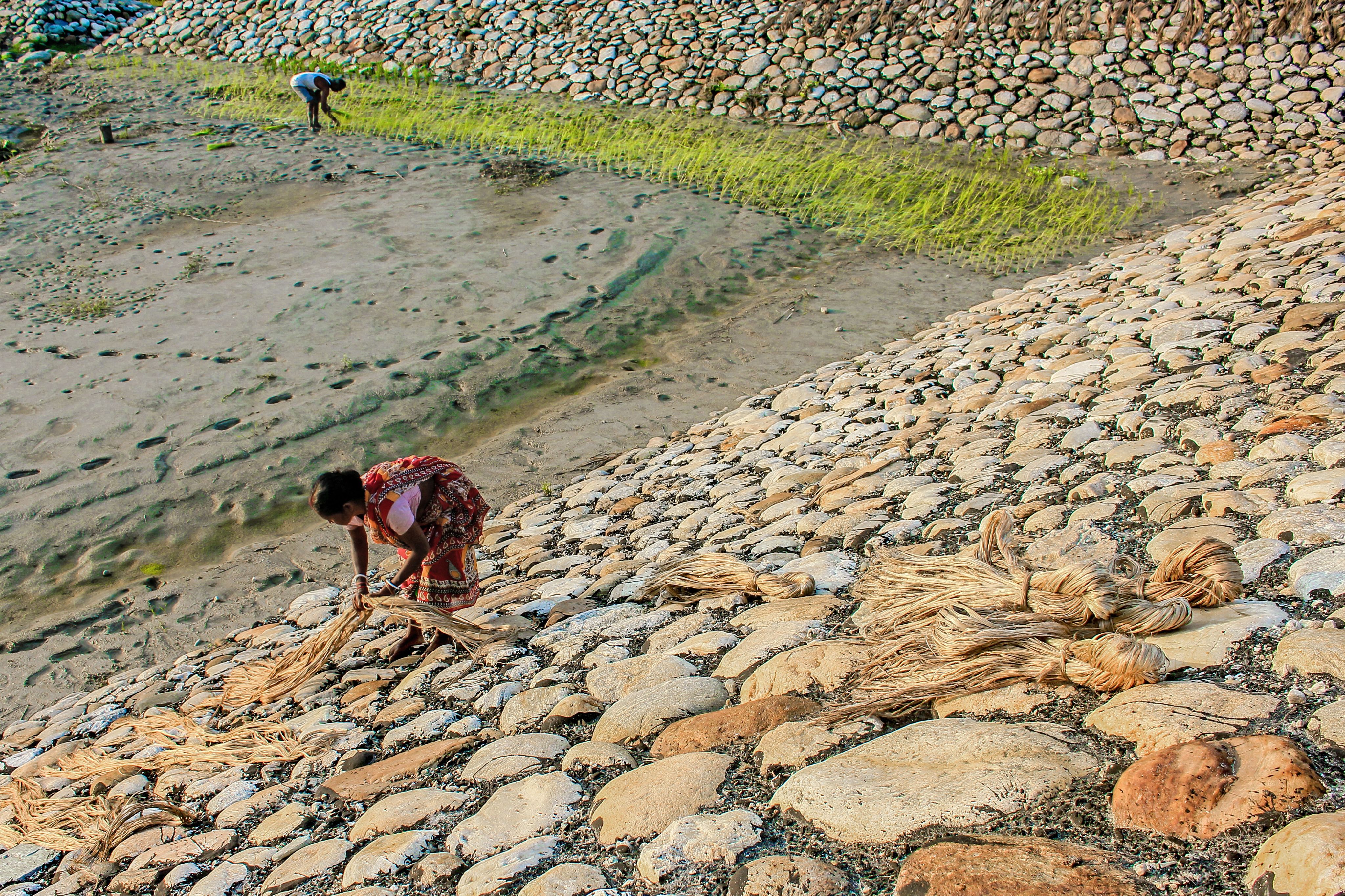 In India, this woman is assembling drying jute and the man behind planting rice on wet river bed. Credit: Uttam Kamati