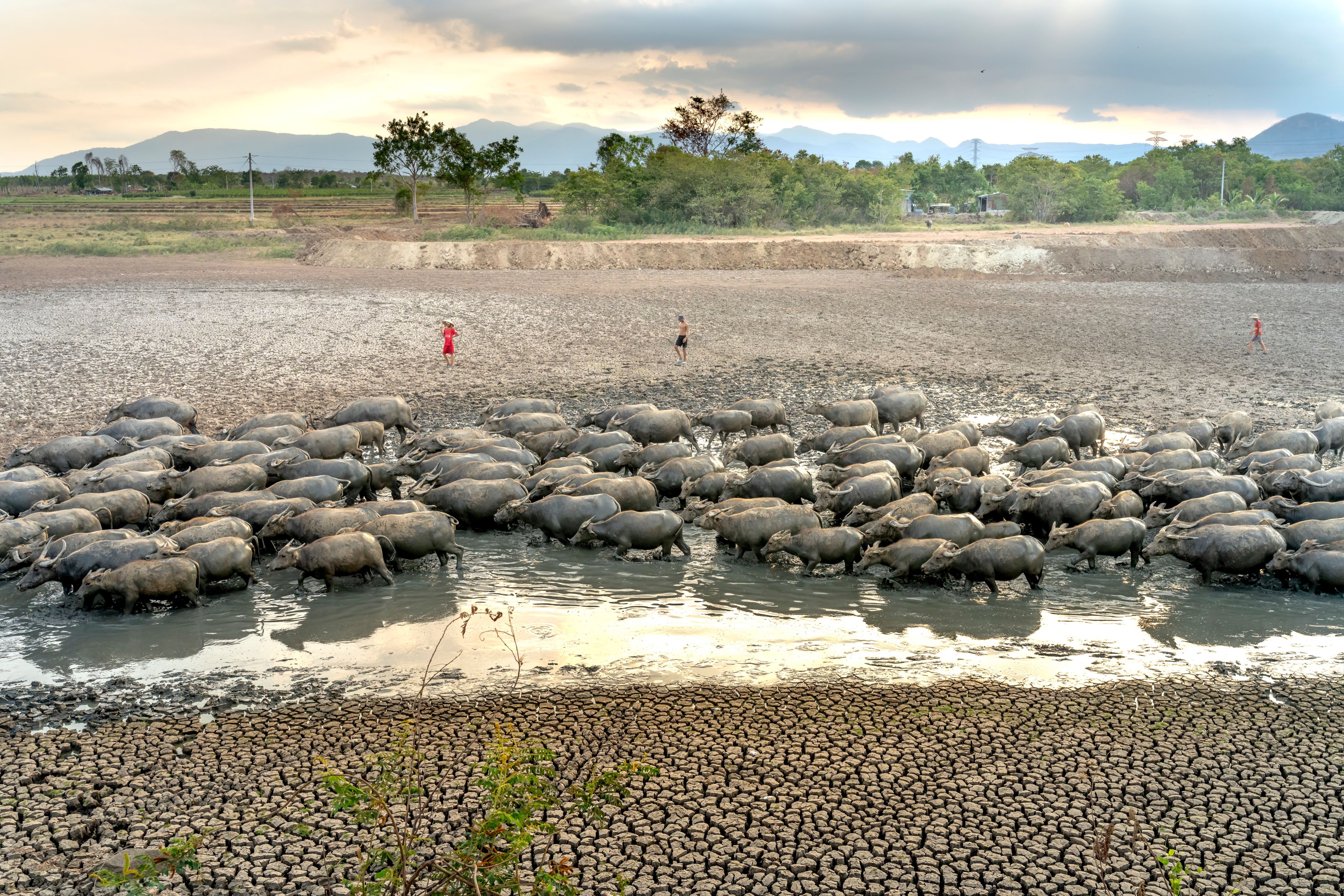 Farmers accompanying cows next to drought-impacted fields in Vietnam. 