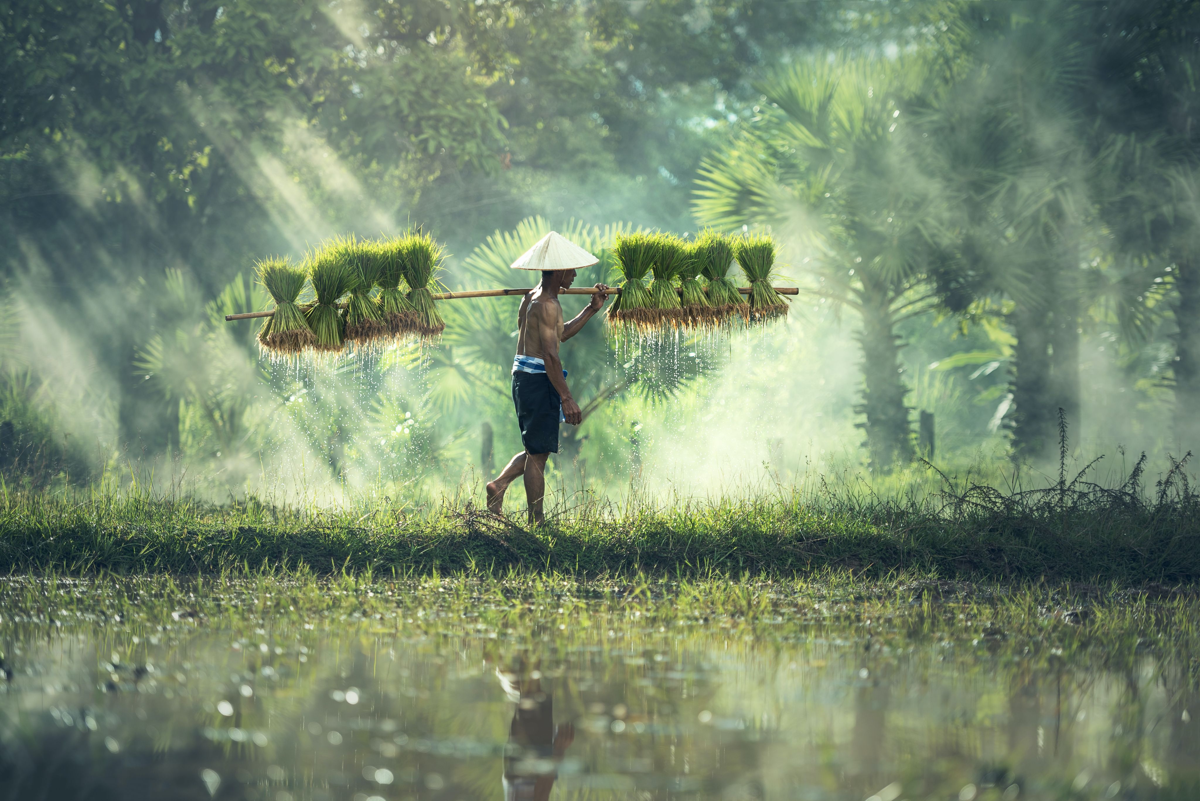 Rice farmer in Vietnam returning home with his harvest.