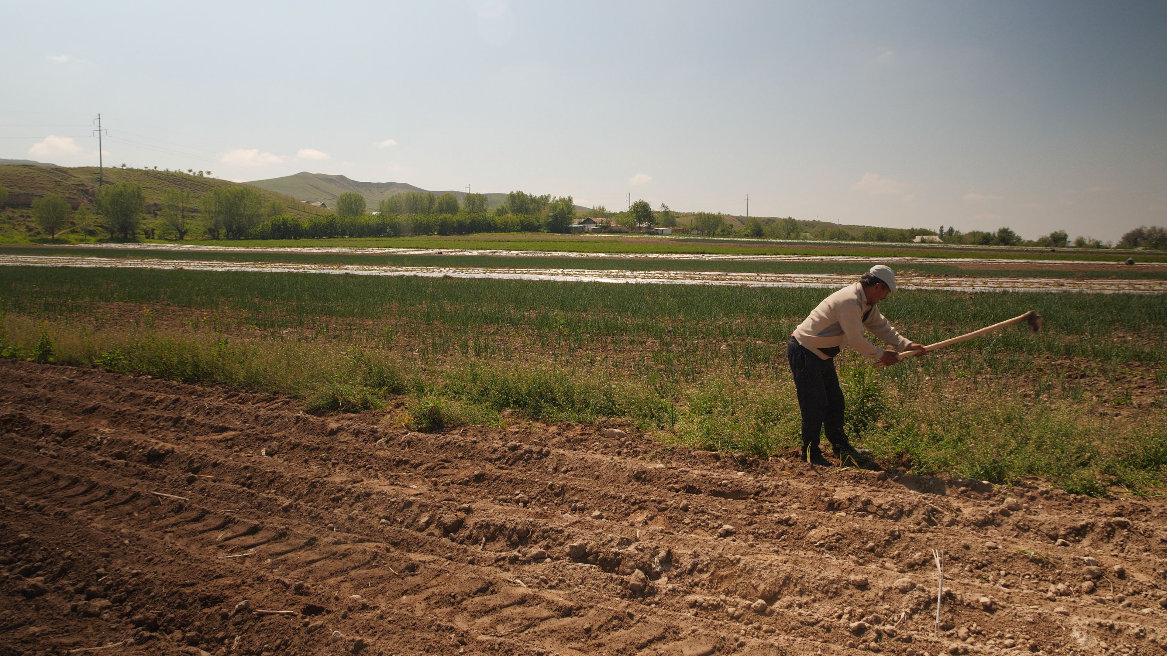 Vegetable farmer in Ferghana Valley, Kyrgyz Republic.