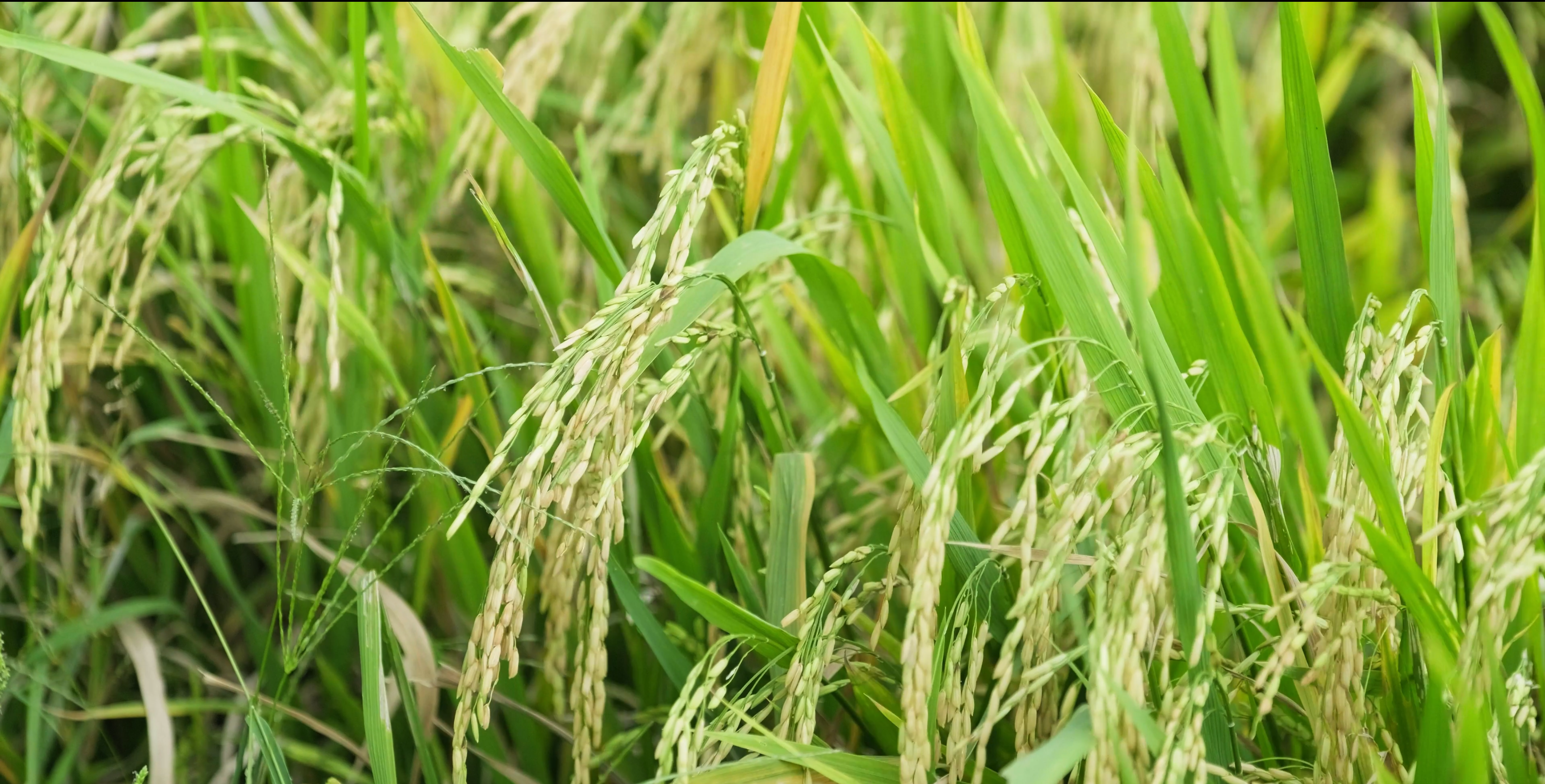 A close up image of green rice yields about to be harvested