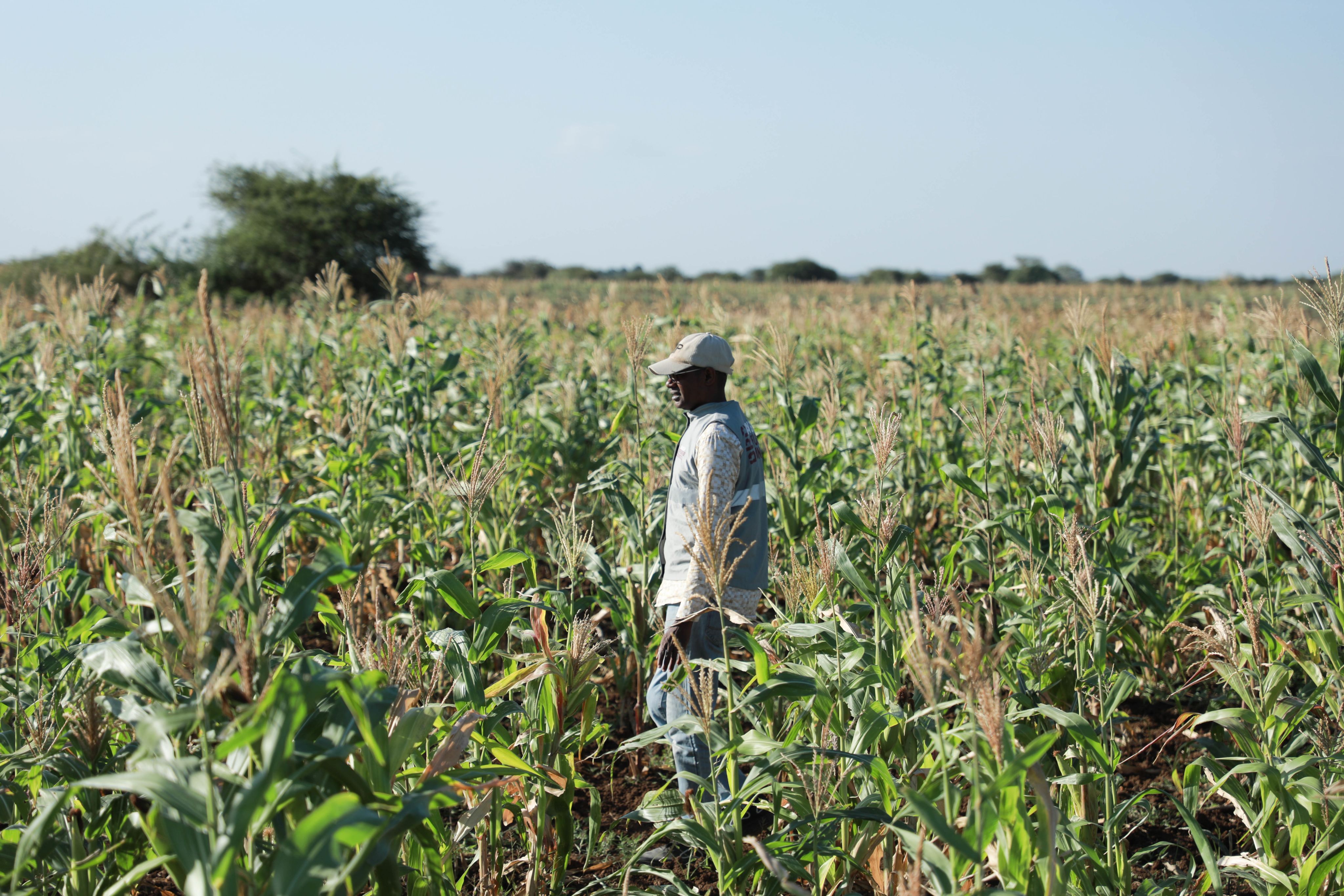 A Somali man stands in the middle of a lush cornfield, with mature corn plants reaching around waist height. 