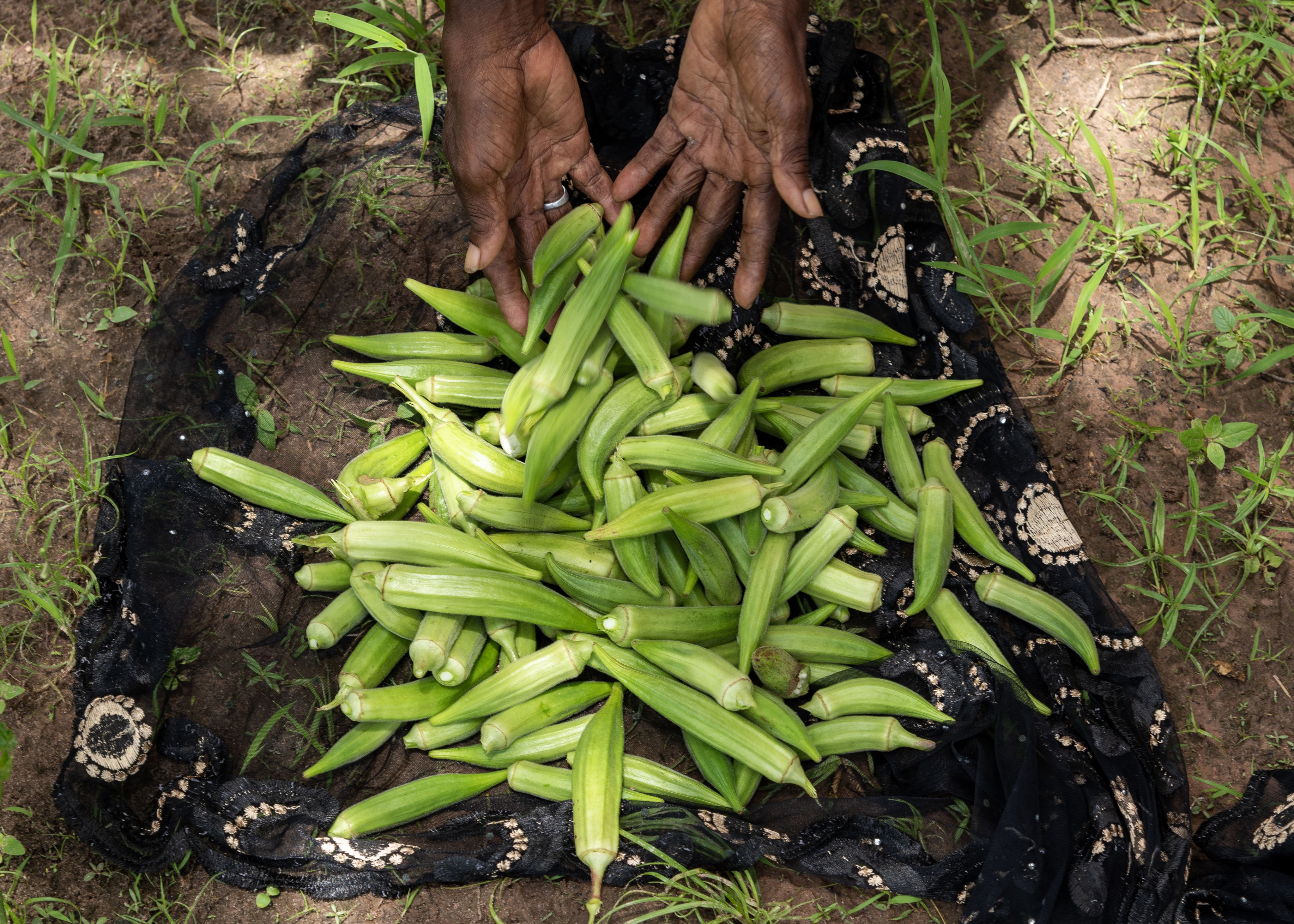 A closeup image of okra vegetables that have just been harvested