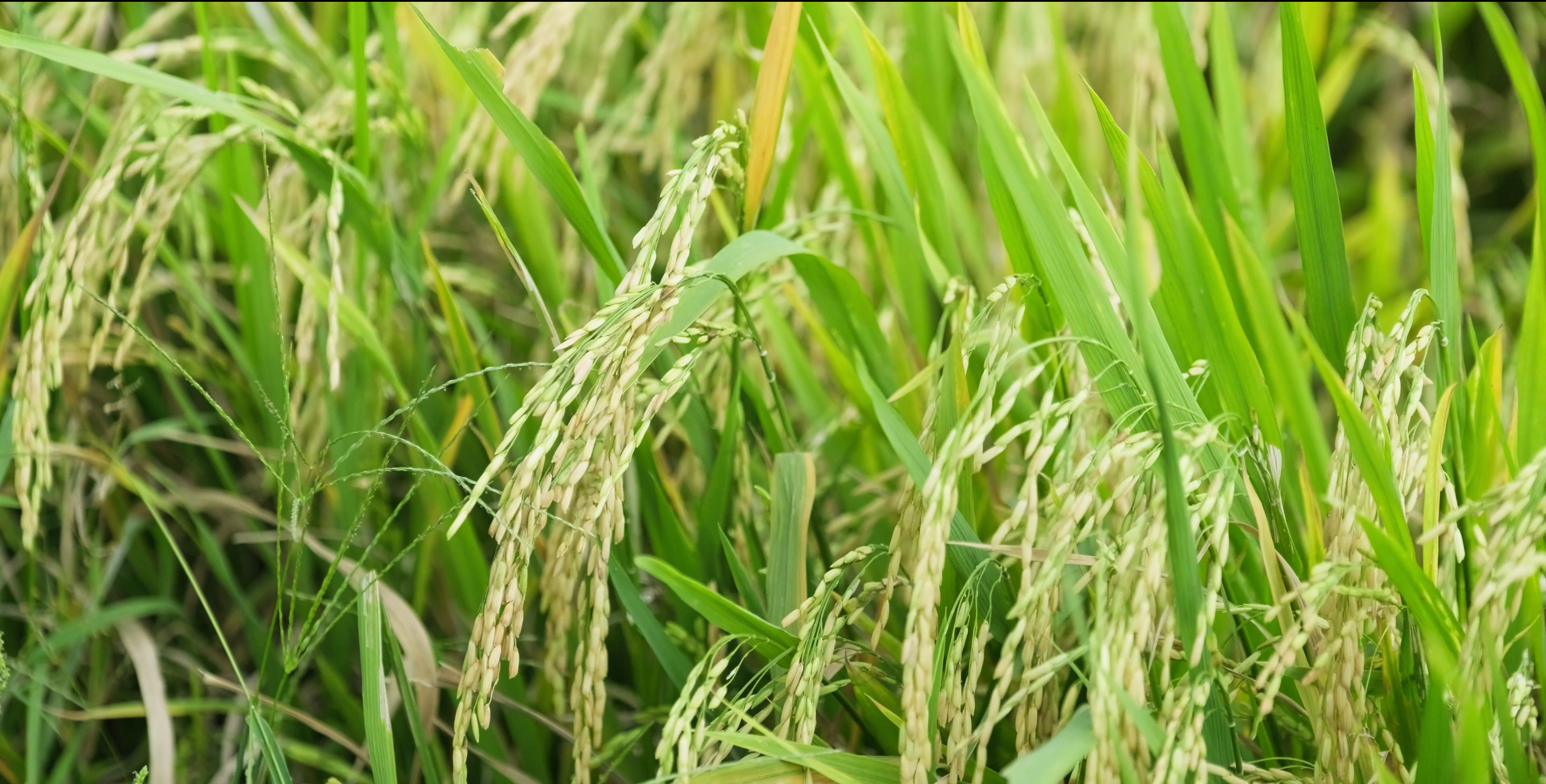 Imagen de cerca de unos campos de arroz verde a punto de ser cosechados