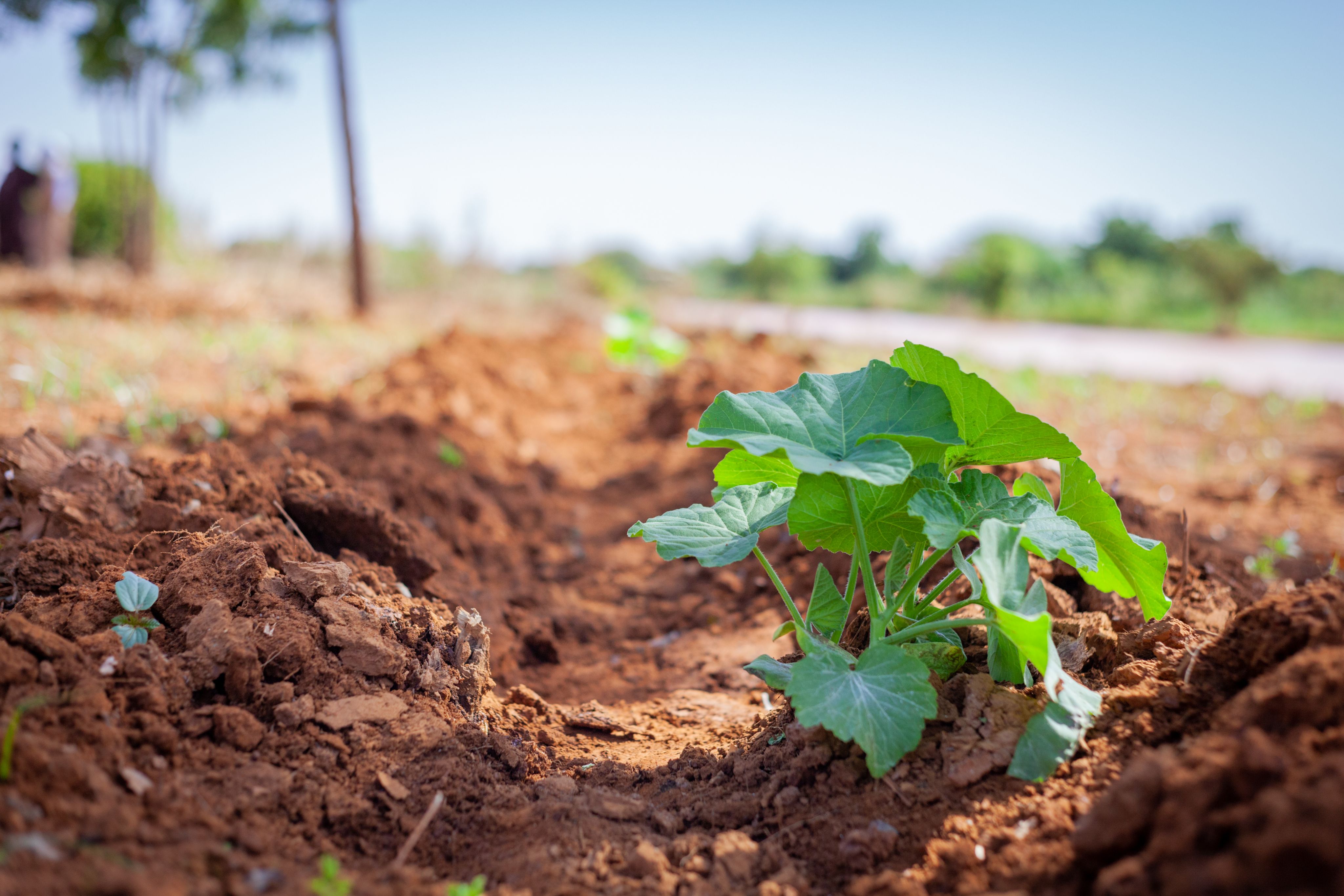 Foto de cerca de la producción agrícola de hortalizas en el Sahel