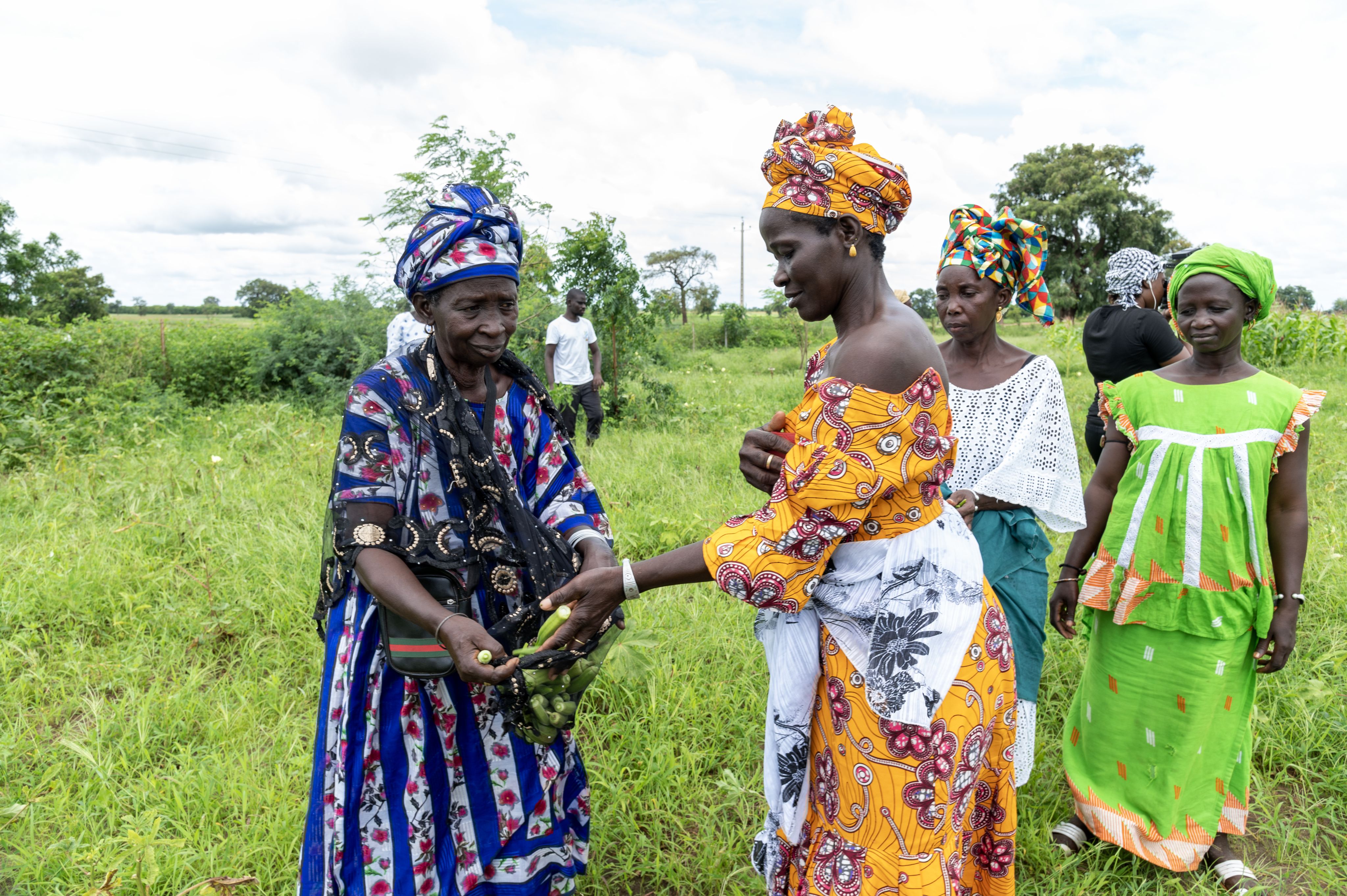 A group of female farmers in Senegal gather their okra harvests for the day