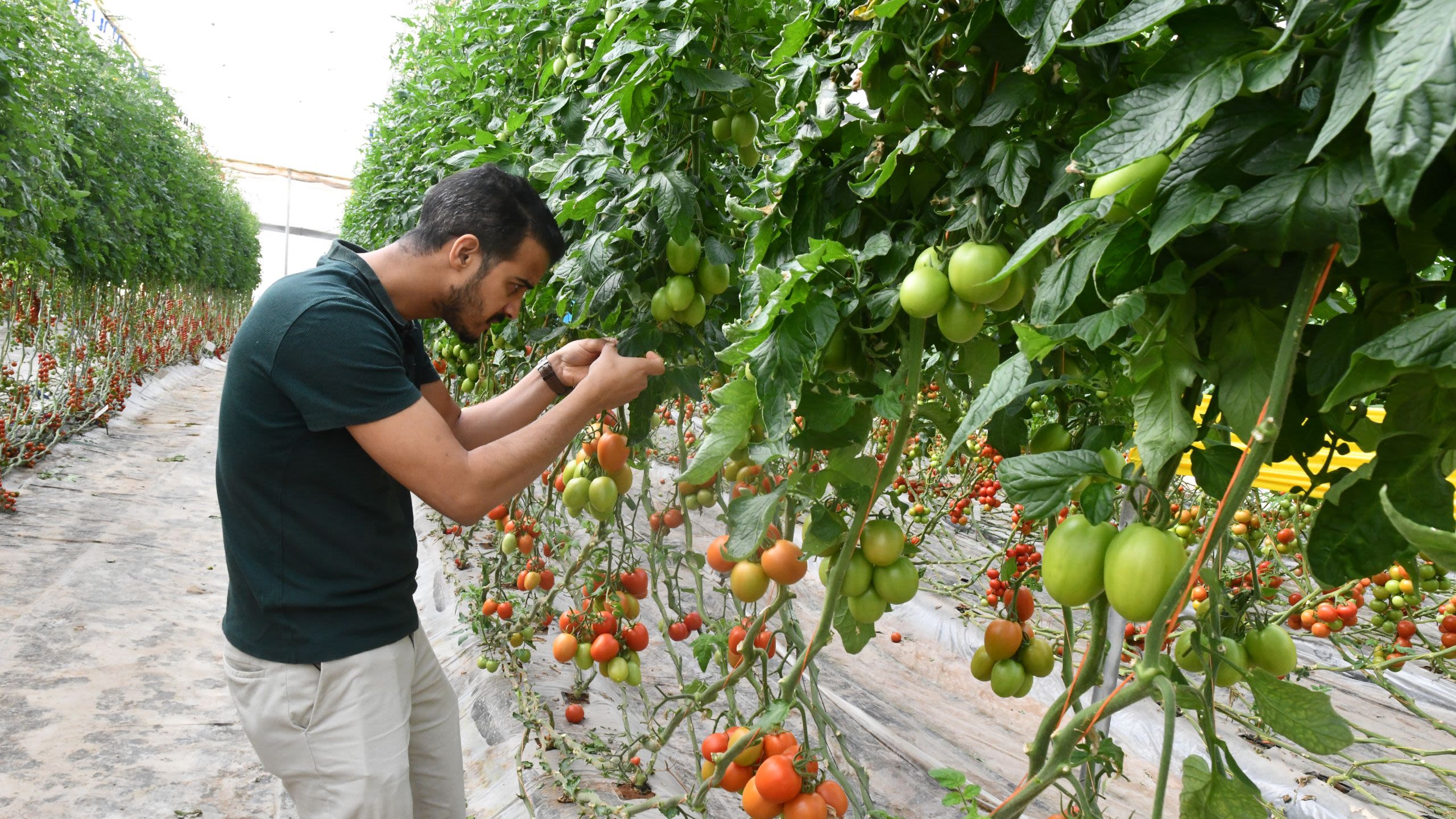 Agricultor cuidando sus tomates.