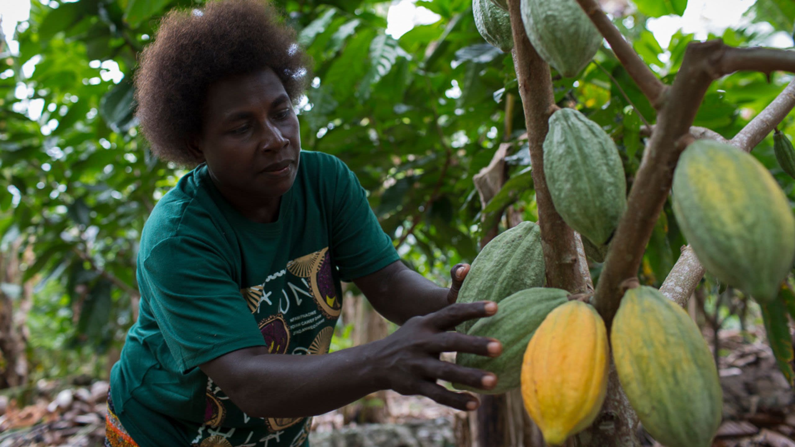 Una agricultora cuida su árbol de cacao.