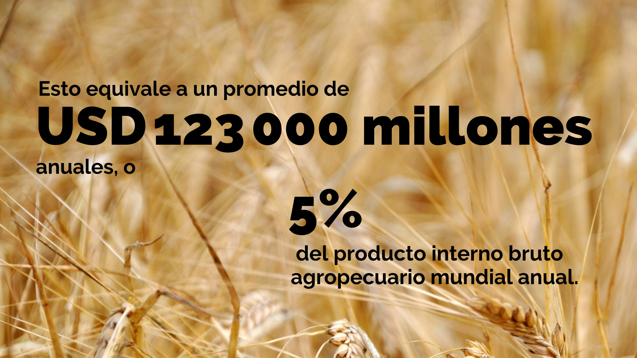 Cultivos de trigo. Foto: Isak Engström/Unsplash