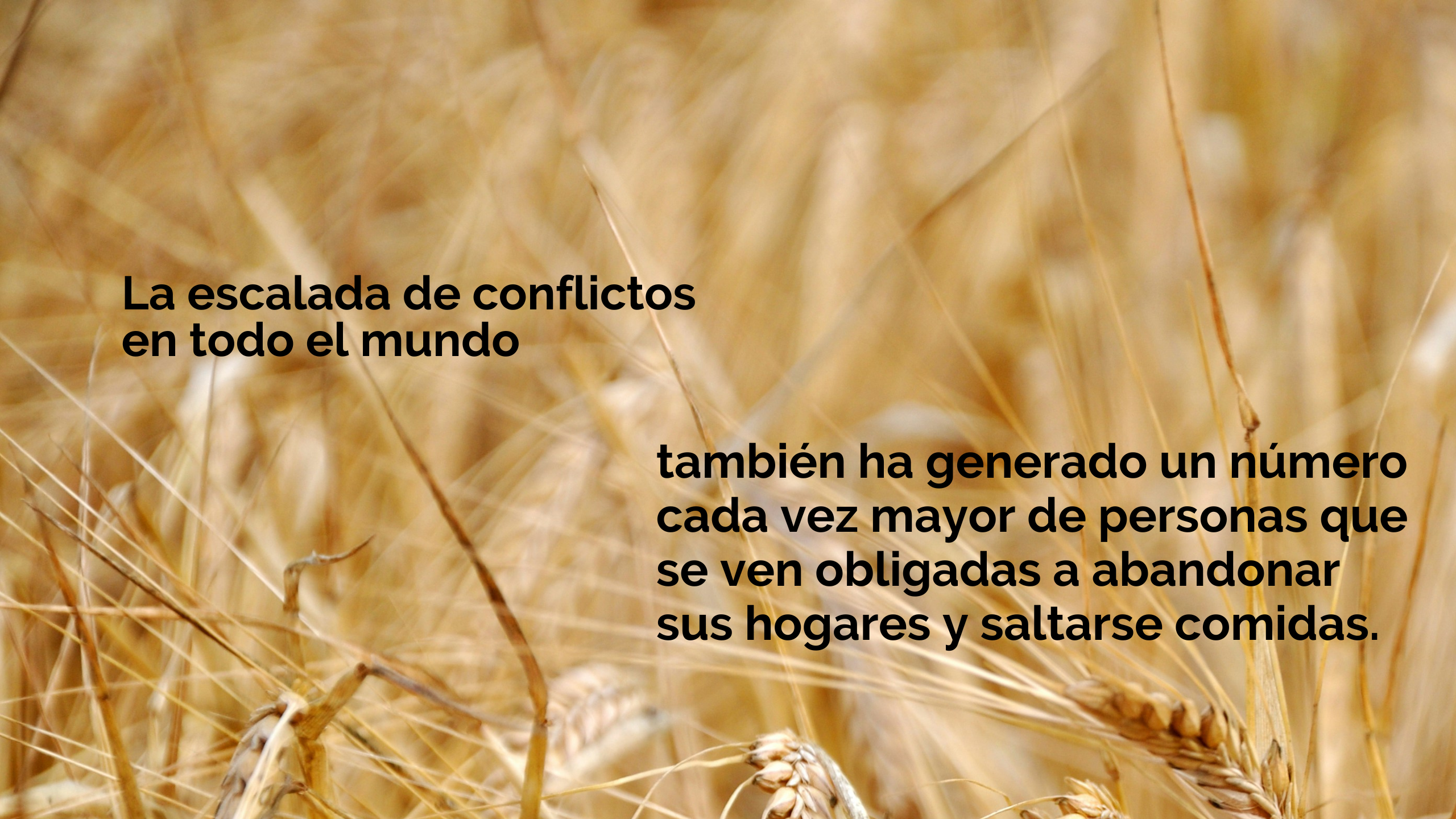 Cultivos de trigo. Foto: Isak Engström/Unsplash
