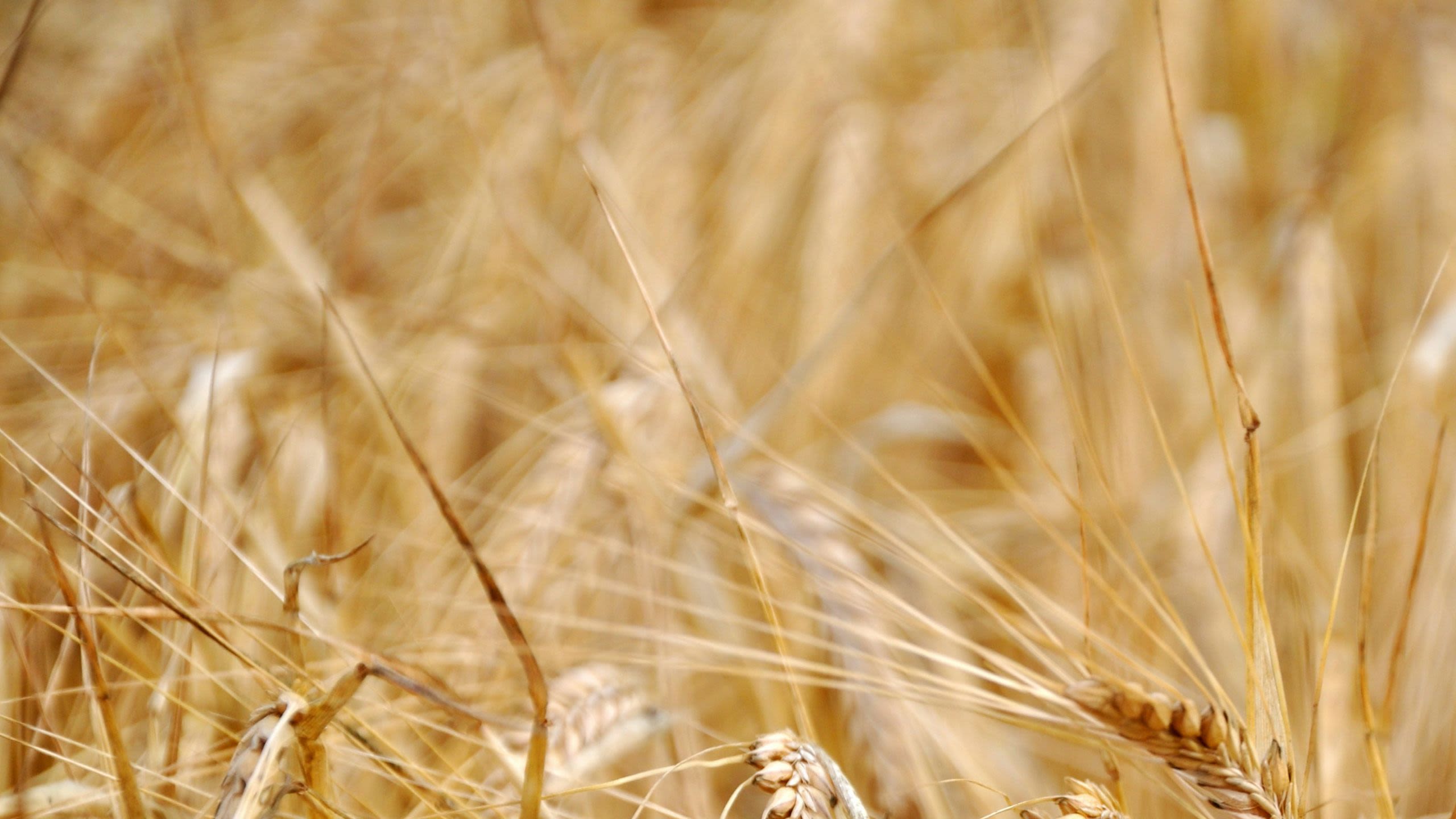 Wheat crops. Photo: Isak Engström / Unsplash