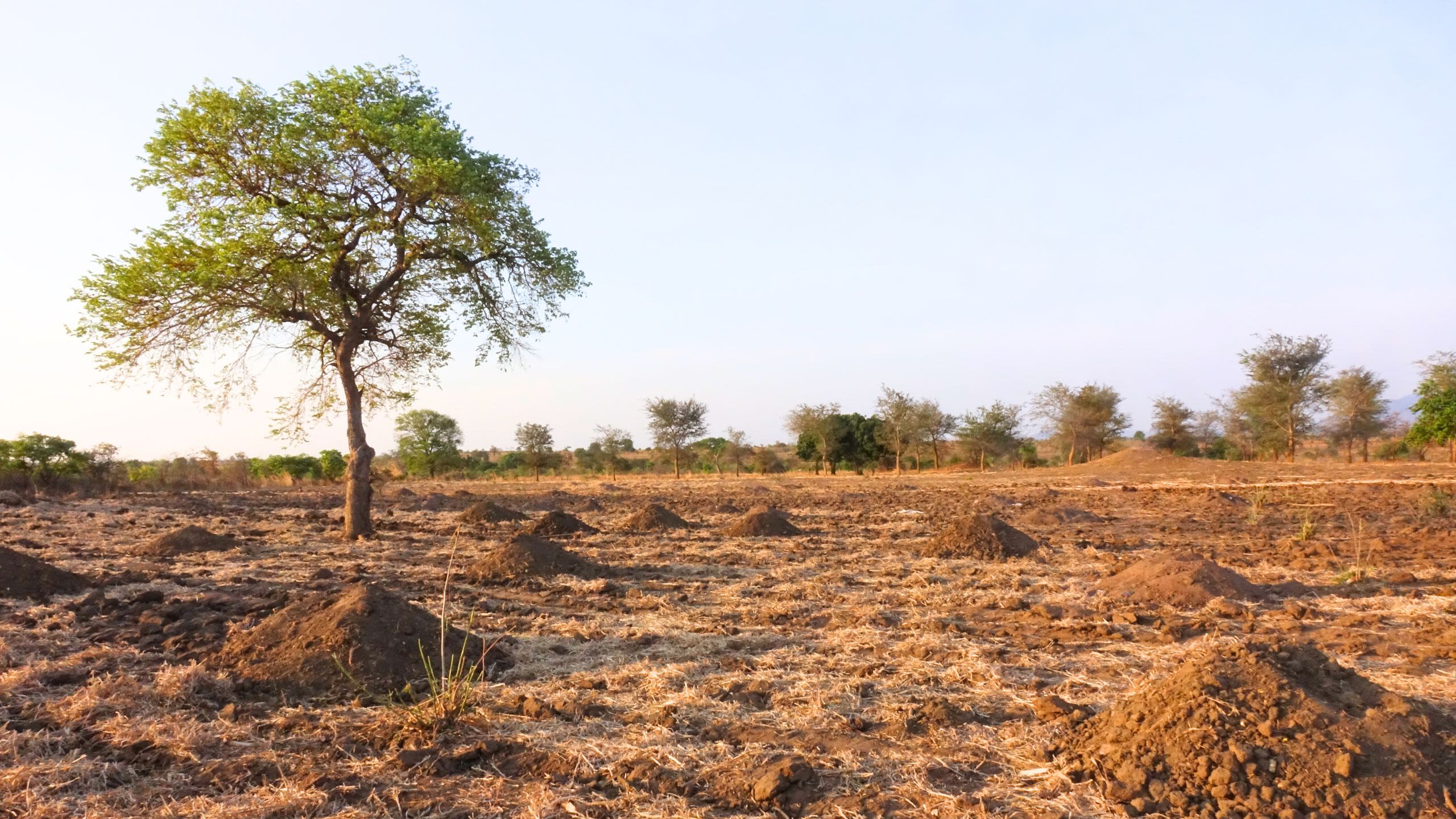 Selva estéril en Zambia