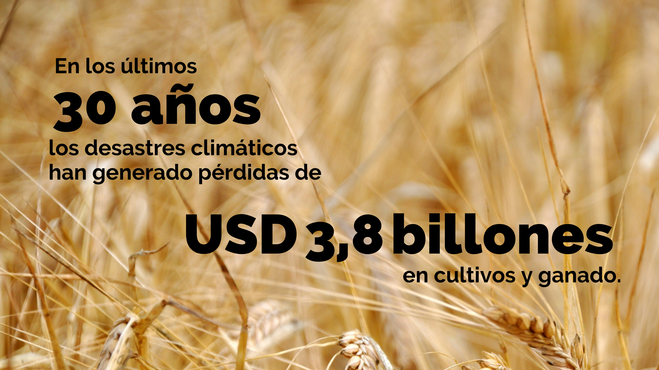 Cultivos de trigo. Foto: Isak Engström/Unsplash