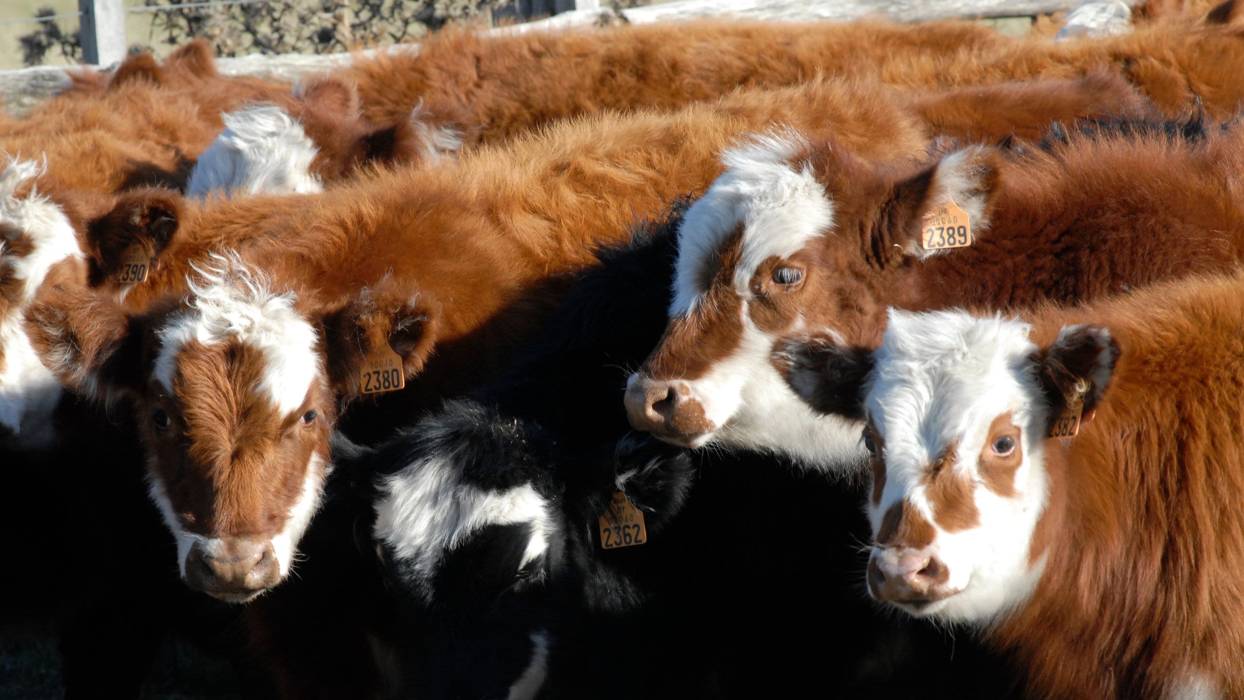 Rebaño de vacas