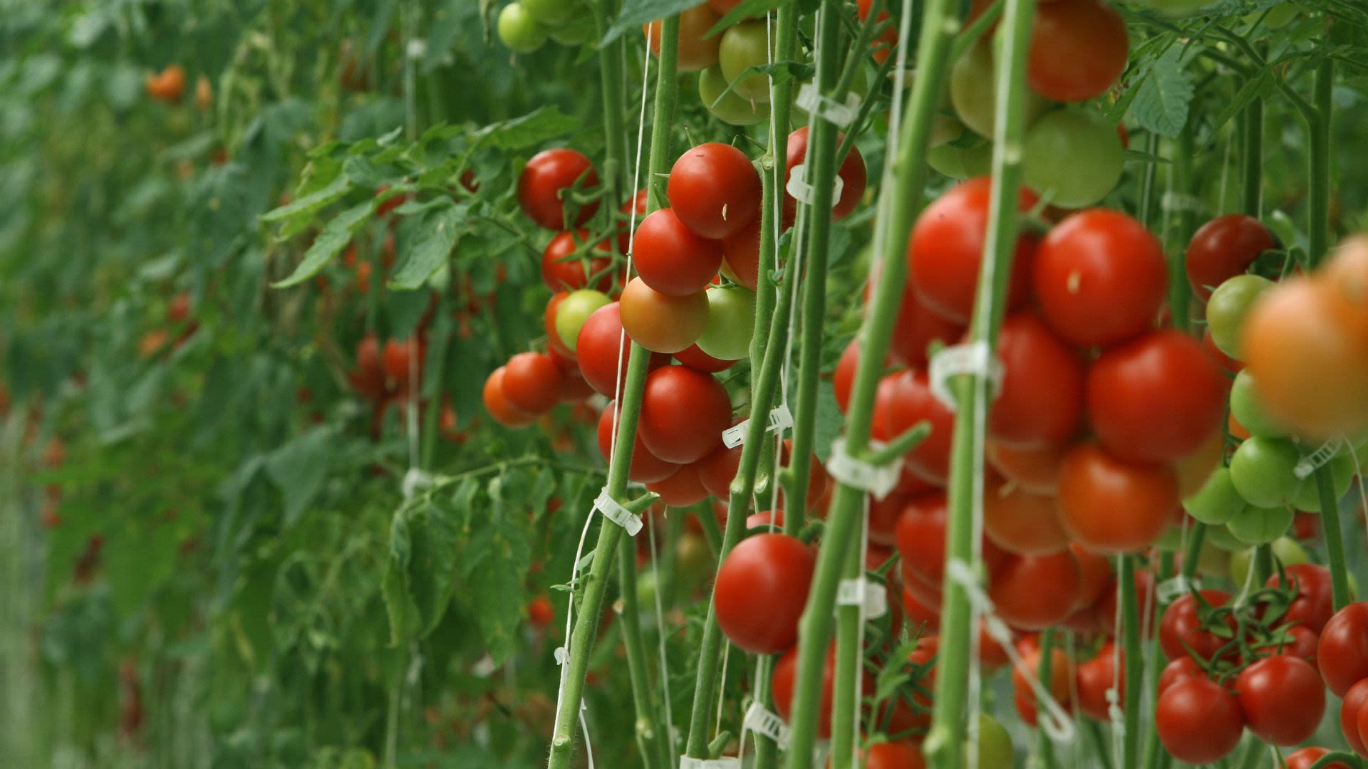 Tomatoes growing.