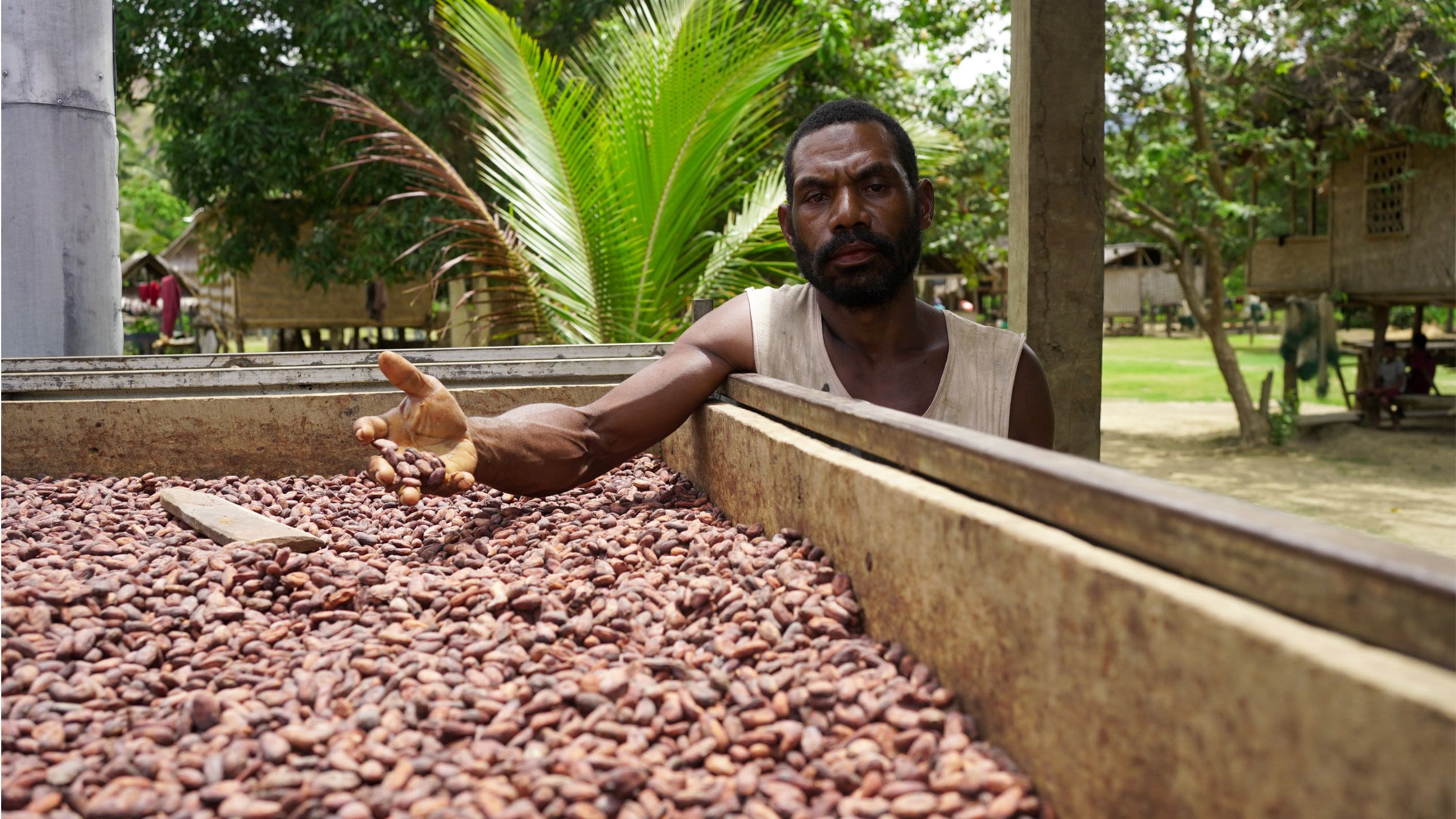 Agricultor secando granos de cacao.