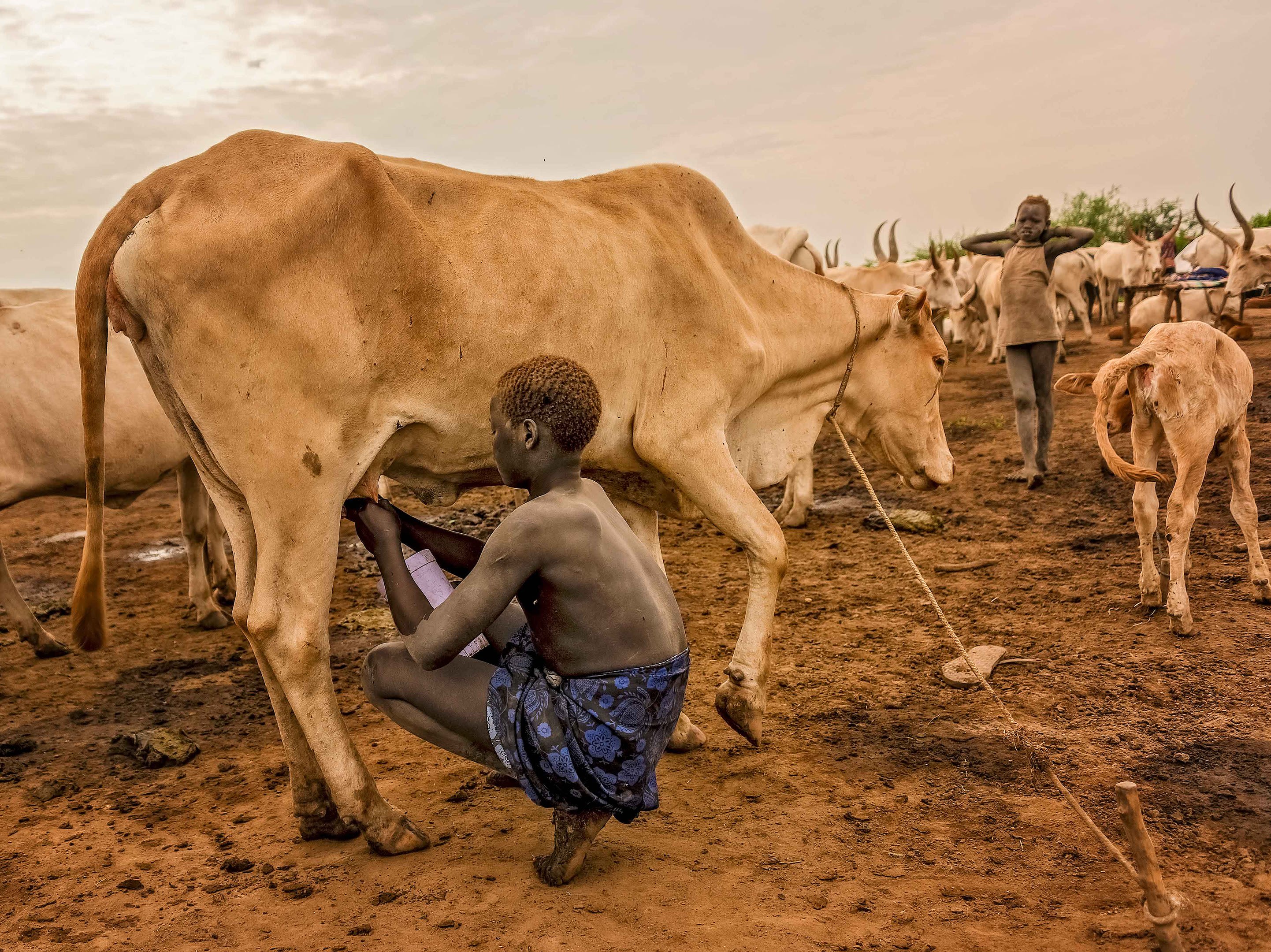 Young boys from the Mundari tribe in South Sudan looks after their cattle.